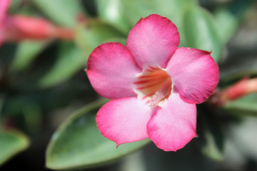 Fototapeta na wymiar adenium rose lily flowers tropical