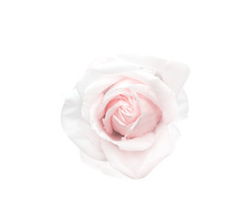 Rose flowers with fresh light pink color petal  blooming top view isolated on white background and clipping path , beautiful natural patterns