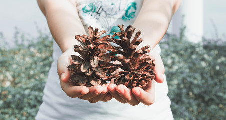 The hand that held the pine cones on the eve of christmas happily