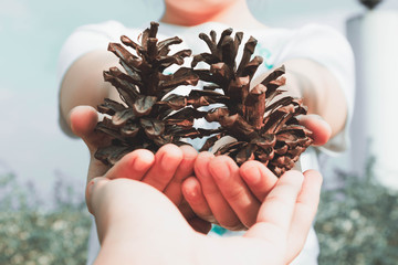 The hand that held the pine cones on the eve of christmas happily