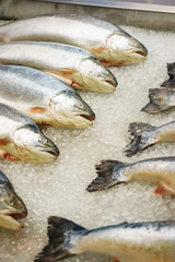 Fresh red fish on the counter with crushed ice. Ingredients for cooking with fish.