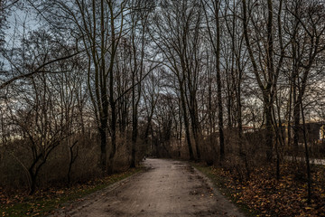 Fototapeta premium road in the forest