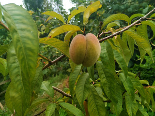 Peaches on a branch in green nature background closeup with copyspace