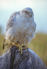 White Gyrfalcon