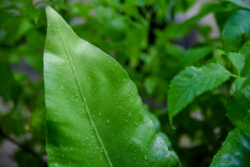 drop of water on a green leaves  in a garden , Natural background, fresh green leaf texture and water drops