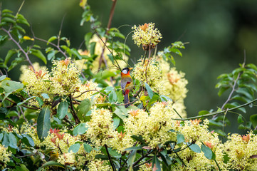 Silver-Eared Mesia  (Formal Name: Leiothrix argentauris)