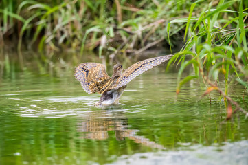 Greater Painted Snipe (Formal Name: Rostratula benghalensis)