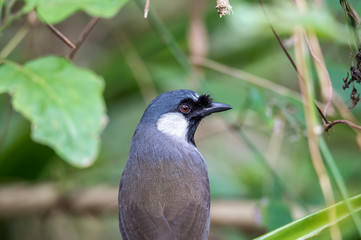 Black-throated Laughingthrush (Formal Name: Garrulax chinensis)