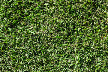 Fototapeta premium Green grass texture from a field