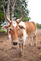 Naklejka na ściany i meble Red cow in farm
