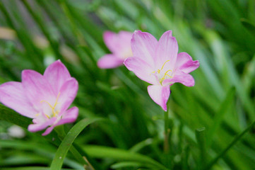 Zephyranthes spp., Amarylieaceae, Zephyranthes, Zephyranthes Lily, Rain Lily ,Fairy Lily, Little Witches.