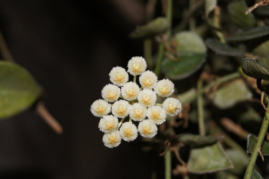 Hoya lacunosa, Apocyneceae, natural background. Small white ivy flower bent to the flower stem. Soft feather Crown and pale yellow. Has a mild scent.