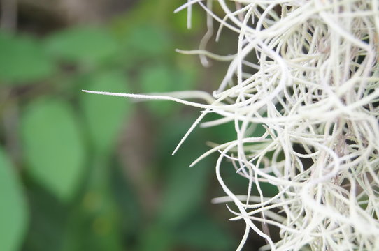 Natural background, Tillandsia usneoides., Spanish moss. Has space to enter text.