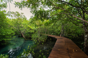 Wood floor with Bridge in the forest in mangrove forest. mangrove forests in Krabi province Thailand