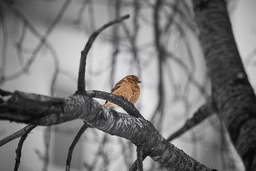 bird on branch