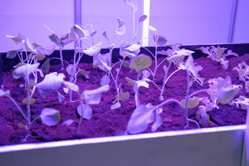 plant growing in smart indoor farm with artificial led light. phyto lamp for seedling & cultivation