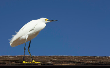Great white egret on the roof