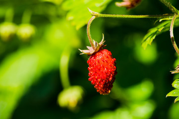 Red ripe wild strawberry on plant in the forest. Selective focus. Shallow depth of field.