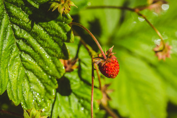 Red ripe wild strawberry on plant in the forest. Selective focus. Shallow depth of field.