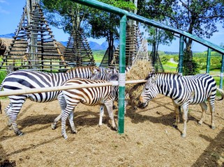 Naklejka na ściany i meble zebra eating grass at zoo