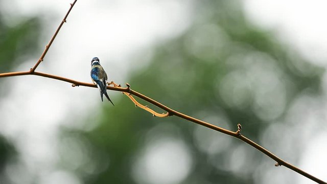Whiskered treeswift,hd video. Beautiful whiskered treeswift bird perching on small branch flying out and in with natural blurred background ,rear view.
