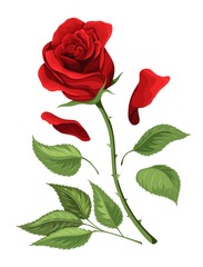 Fototapeta premium Valentine day love postcard template single red rose flower with green leaves