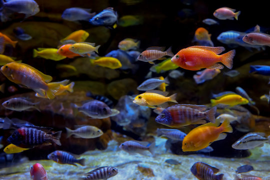 Colorful marine life in large aquarium 