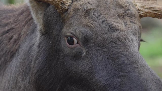 Close up of Elk, moose head turning and tilt down 