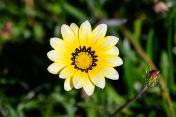 One yellow gazania flower and green leaves in soft focus, in a garden in a sunny summer day, top view, close up