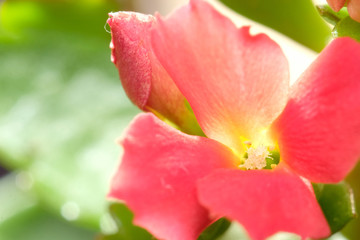 Fototapeta premium red kalanchoe flower