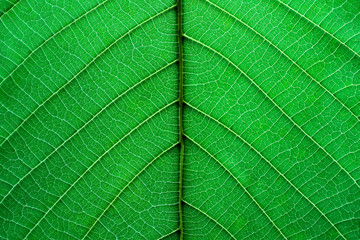 Texture and detail of green leaf.