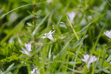 white flower in grass