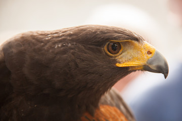 Steinadler in Seitenansicht