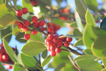 Red berries in their natural habitat