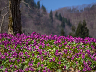 Fototapeta premium 西木町かたくり群生の郷