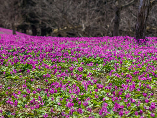 Naklejka premium 西木町かたくり群生の郷