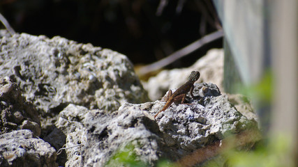 lizard on a rock