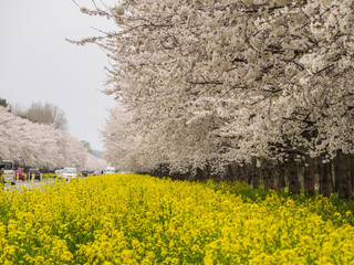 大潟村　桜・菜の花ロード