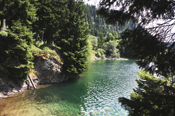 Swiss lake in the spruce forest with fir-tree , Alps. Summer Switzerland.