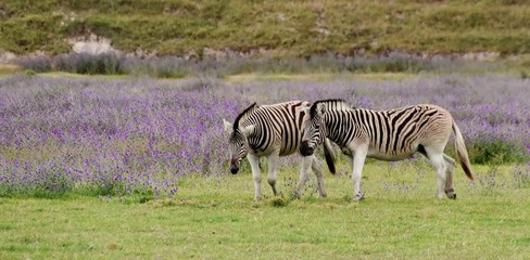 Naklejka premium Close up of Zebras on a meadow with flowering blueweed