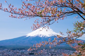 Landscape of Mt fuji. and cherry blossoms branch under blue sky