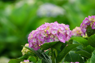 満開のアジサイ　あじさい祭り