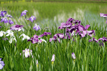 紫色の菖蒲　アヤメ