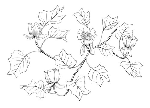Illustration isolated  of Yellow Poplar  Liriodendron Tulipifera.Black and white image of branches, flowers and leaves.Suitable for the design of tattoos, decorations, and other.