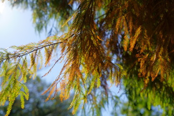 秋に紅葉する針葉樹　-ラクウショウ