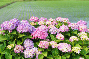 満開のアジサイ　あじさい祭り
