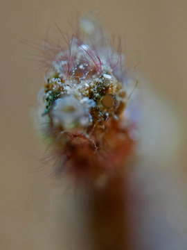 Pygmy Pipehorse, Zwerg-Nadelpferdchen (Acentronura breviperula)