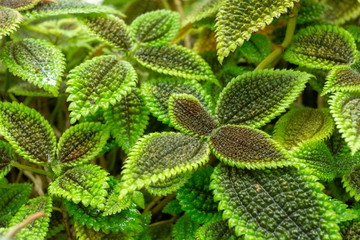 観葉植物　ピレア