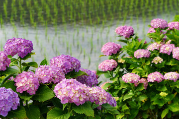 満開のアジサイ　あじさい祭り