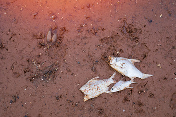 ,Natural dead fish and human making, water pollution,Conceptual environmental problems,Dead fish on the beach